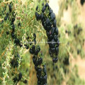 2018 New Certificate Black Goji Berry